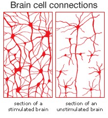 stimulated brain cells